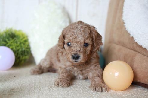 成約済の滋賀県のトイプードル-54731の1枚目