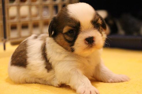 成約済の愛知県のシーズー-55519の14枚目