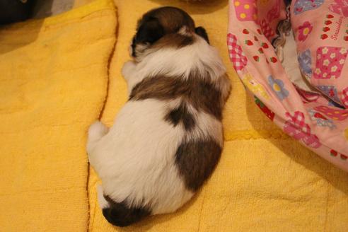 成約済の愛知県のシーズー-55519の13枚目