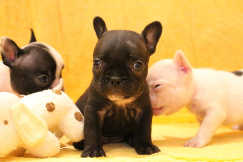 成約済の愛知県のフレンチブルドッグ-54847の20枚目