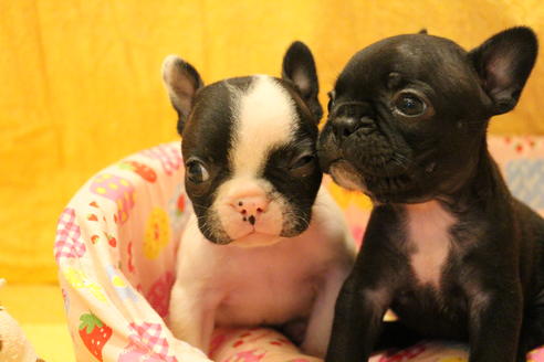 成約済の愛知県のフレンチブルドッグ-54847の19枚目