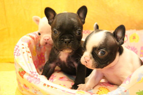 成約済の愛知県のフレンチブルドッグ-54847の18枚目