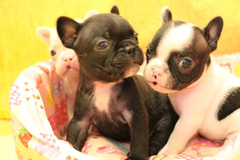 成約済の愛知県のフレンチブルドッグ-54847の17枚目