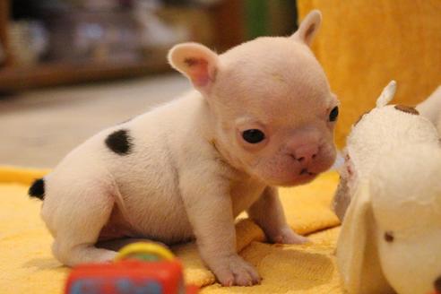 成約済の愛知県のフレンチブルドッグ-54846の21枚目