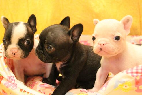 成約済の愛知県のフレンチブルドッグ-54846の20枚目