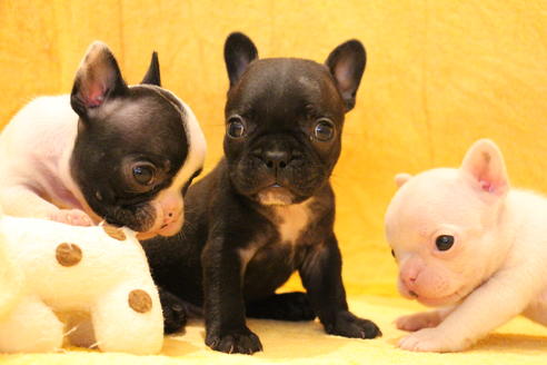 成約済の愛知県のフレンチブルドッグ-54846の19枚目