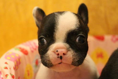 成約済の愛知県のフレンチブルドッグ-54845の25枚目