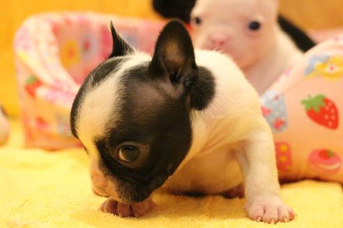 成約済の愛知県のフレンチブルドッグ-54845の24枚目