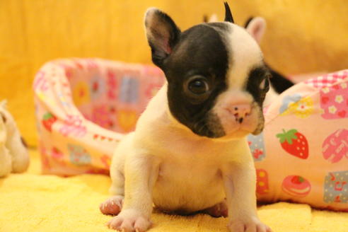 成約済の愛知県のフレンチブルドッグ-54845の23枚目