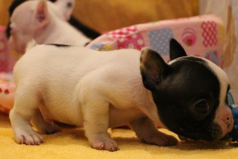 成約済の愛知県のフレンチブルドッグ-54845の22枚目