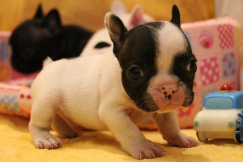 成約済の愛知県のフレンチブルドッグ-54845の21枚目