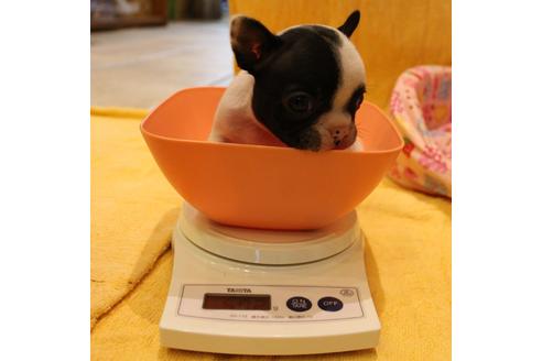 成約済の愛知県のフレンチブルドッグ-54845の20枚目