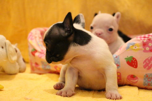 成約済の愛知県のフレンチブルドッグ-54845の19枚目