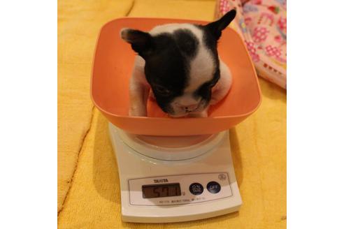 成約済の愛知県のフレンチブルドッグ-54845の18枚目