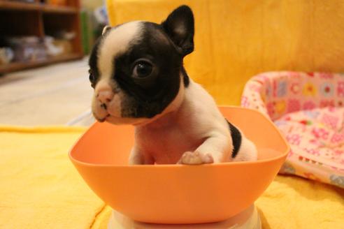 成約済の愛知県のフレンチブルドッグ-54845の17枚目