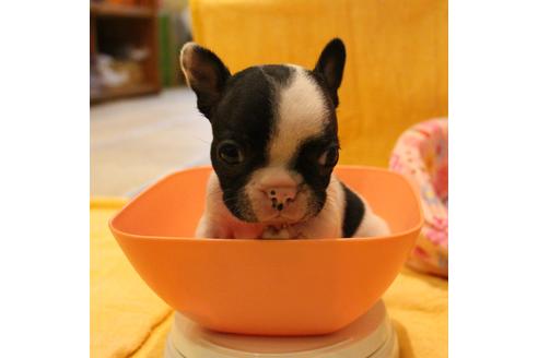 成約済の愛知県のフレンチブルドッグ-54845の16枚目