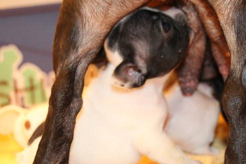 成約済の愛知県のフレンチブルドッグ-54845の15枚目