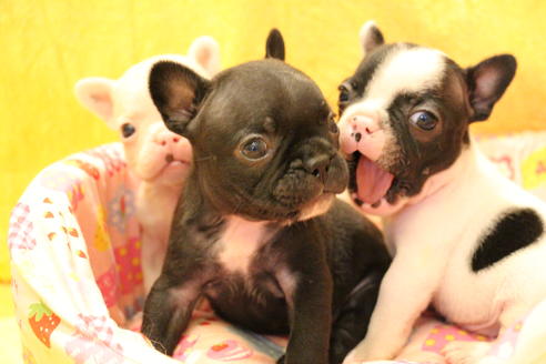 成約済の愛知県のフレンチブルドッグ-54845の12枚目