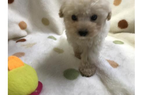 成約済の岐阜県のトイプードル-56210の3枚目