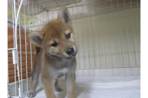 成約済の岡山県の柴犬-56243の2枚目