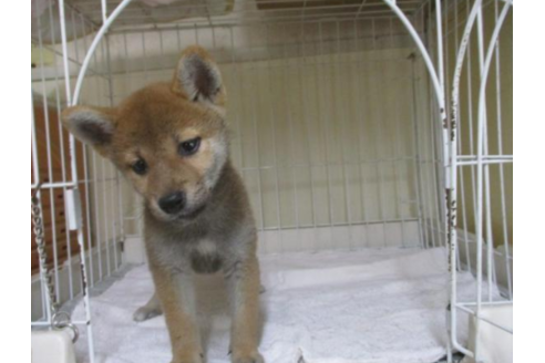 成約済の岡山県の柴犬-56243の1枚目