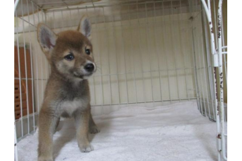 成約済の岡山県の柴犬-56244の4枚目