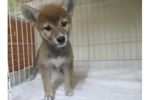 成約済の岡山県の柴犬-56244の3枚目