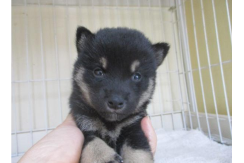 成約済の岡山県の柴犬-56246の2枚目