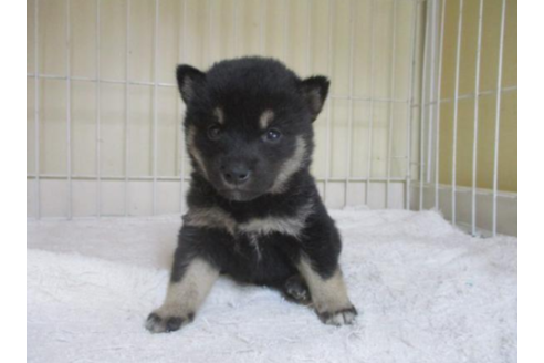 成約済の岡山県の柴犬-56246の1枚目