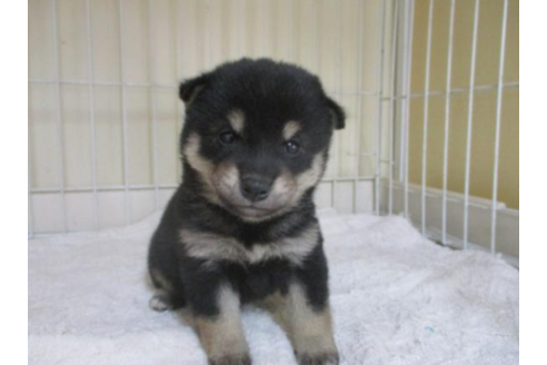 成約済の岡山県の柴犬-56248の2枚目