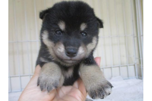 成約済の岡山県の柴犬-56248の1枚目