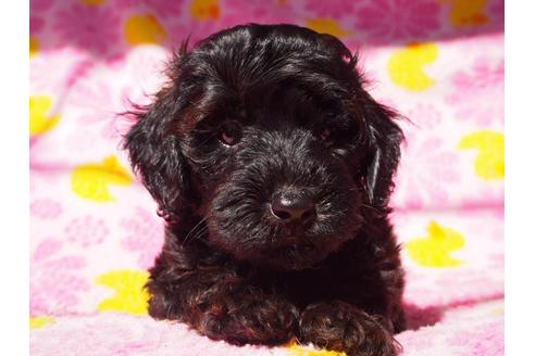 成約済の茨城県のトイプードル-56253の5枚目