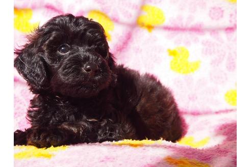 成約済の茨城県のトイプードル-56253の4枚目