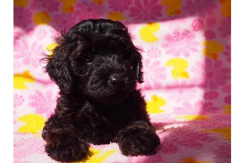 成約済の茨城県のトイプードル-56253の3枚目