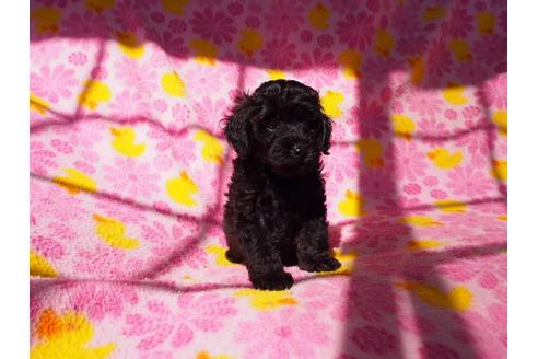 成約済の茨城県のトイプードル-56253の2枚目