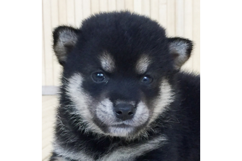 成約済の愛知県の柴犬-56257の3枚目