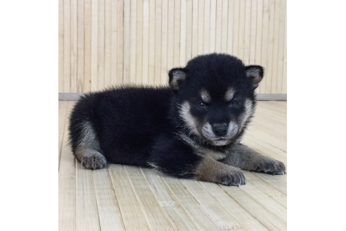 成約済の愛知県の柴犬-56257の2枚目