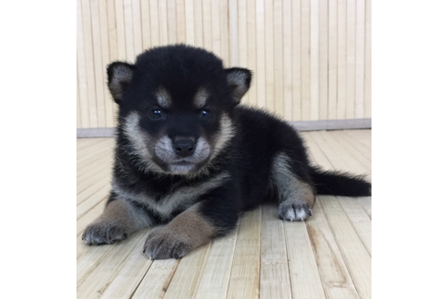 成約済の愛知県の柴犬-56257の1枚目