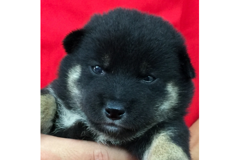 成約済の愛知県の柴犬-56259の3枚目