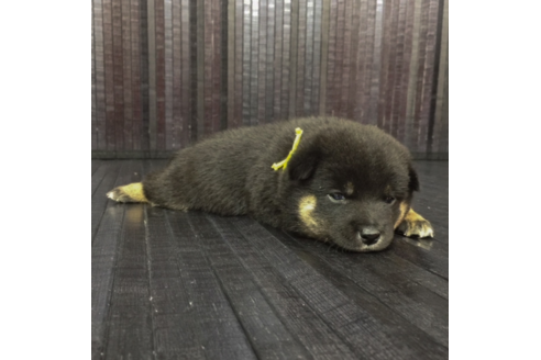 成約済の愛知県の柴犬-56259の2枚目