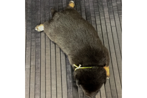 成約済の愛知県の柴犬-56259の1枚目
