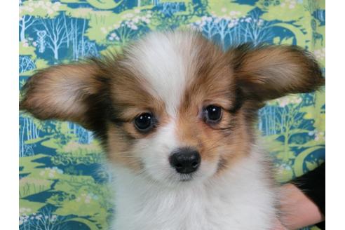 成約済の千葉県のパピヨン-54862の1枚目