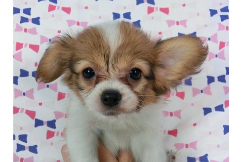 成約済の千葉県のパピヨン-54869の1枚目