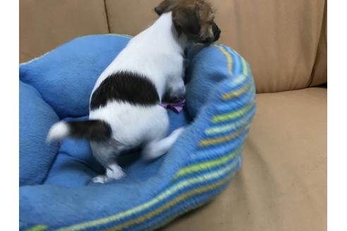 成約済の栃木県のジャックラッセルテリア-56282の1枚目