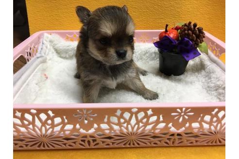 成約済の静岡県のチワワ(ロングコート)-56289の2枚目