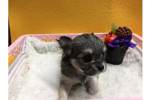 成約済の静岡県のチワワ(ロングコート)-56289の1枚目