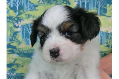 成約済の千葉県のパピヨン-56290の4枚目