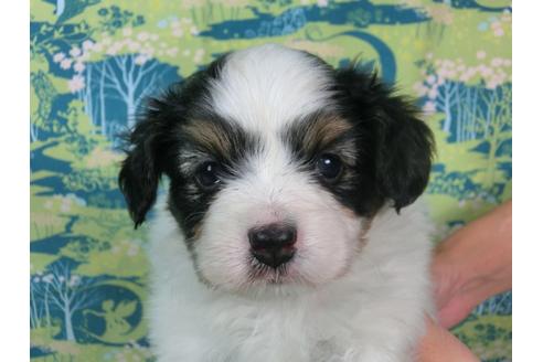 成約済の千葉県のパピヨン-56290の3枚目