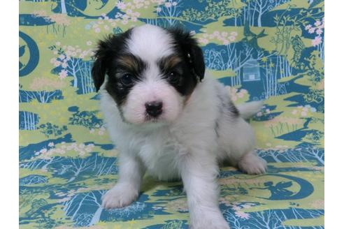 成約済の千葉県のパピヨン-56290の2枚目