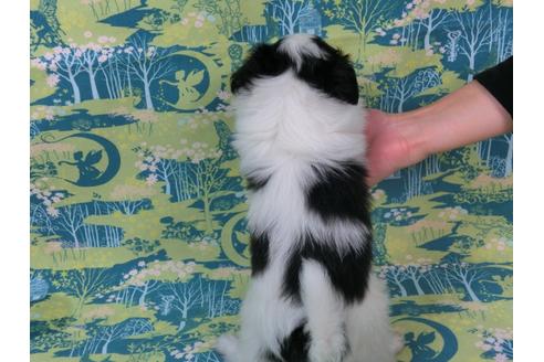 成約済の千葉県のパピヨン-56290の1枚目